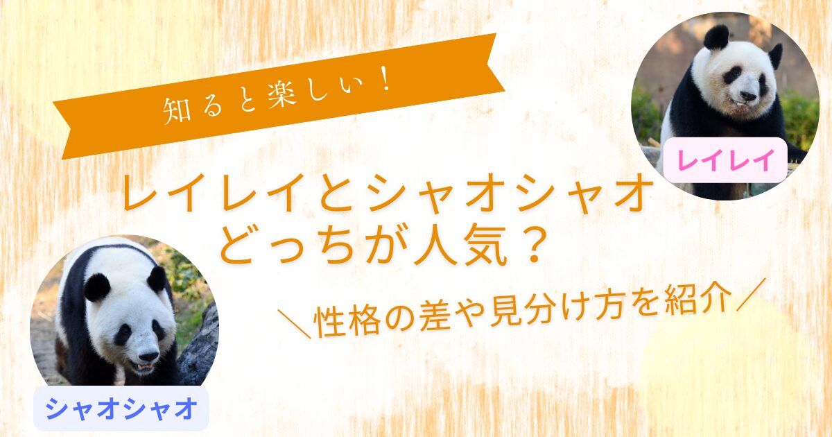 レイレイシャオシャオどっちが人気2
